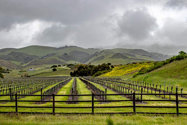 Cloudy Vineyard Print