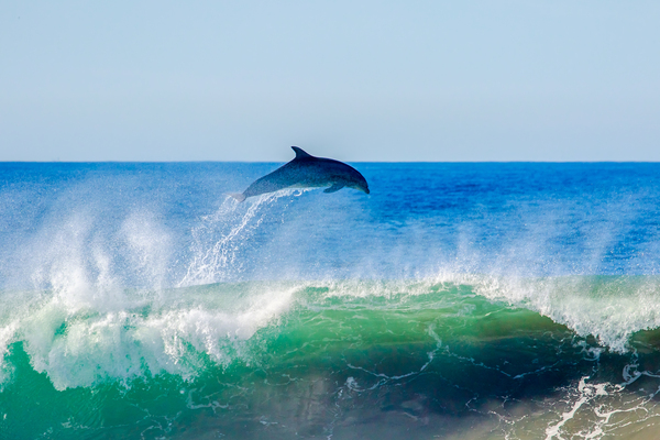 Dolphin Flyaway Print