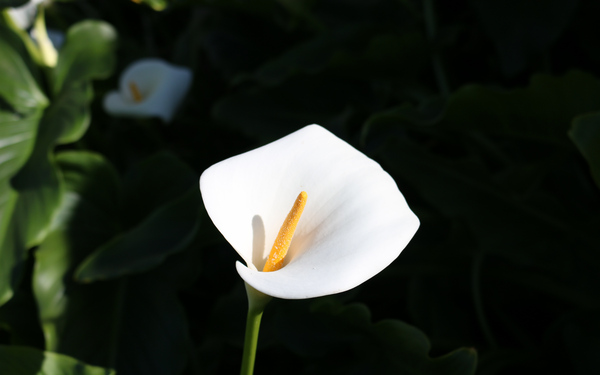 Lily Print