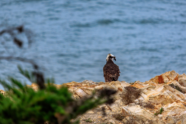 Osprey Profile Print