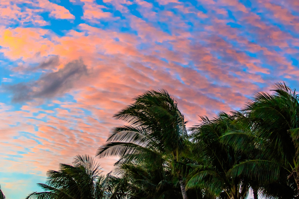 Palm Sunset Print