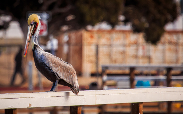 Pier Pelican Print