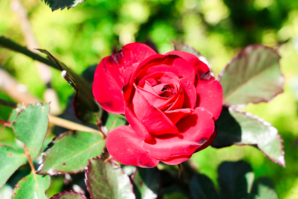 RedRose Print