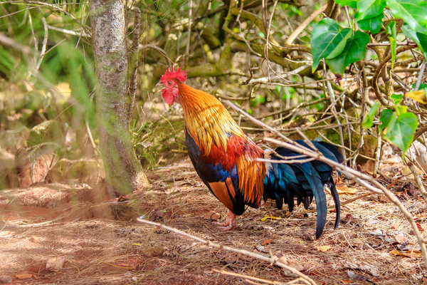 Rooster Print