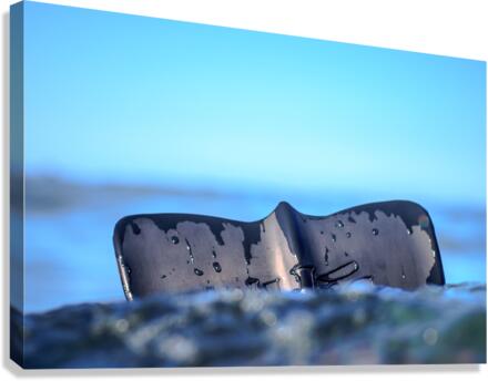 Fin Canvas Print