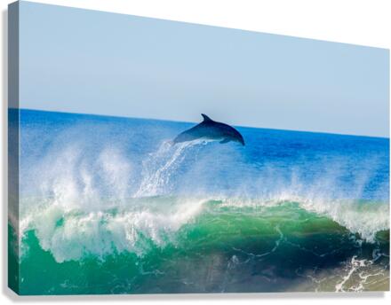 Dolphin Flyaway Canvas Print