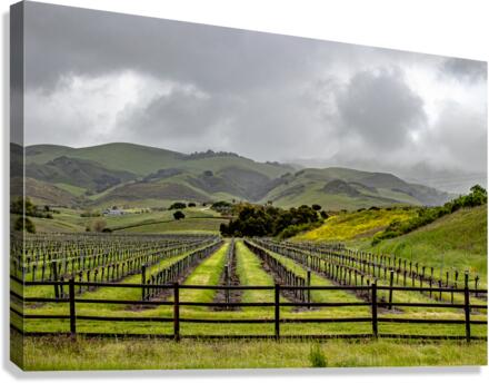 Cloudy Vineyard Canvas Print