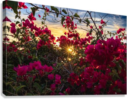 Boug sunset1 Canvas Print