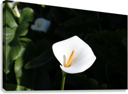 Lily Canvas Print