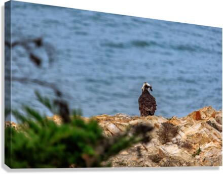 Osprey Profile Canvas Print