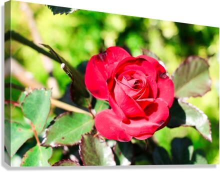 RedRose Canvas Print