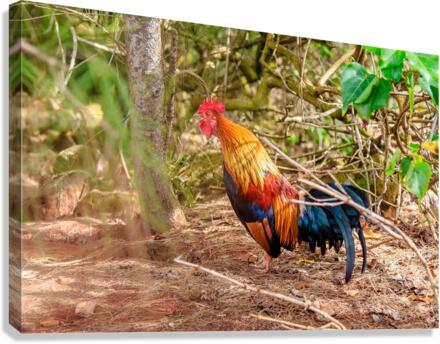 Rooster Canvas Print