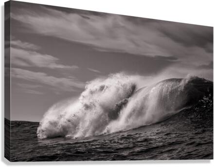 The Lion Canvas Print