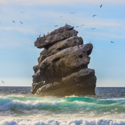 Bird Rock