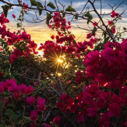 Boug sunset1