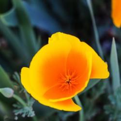 California Poppy