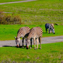 California Zebras Grazing