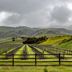 Cloudy Vineyard