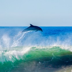 Dolphin Flyaway