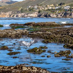 Egret Tidepool