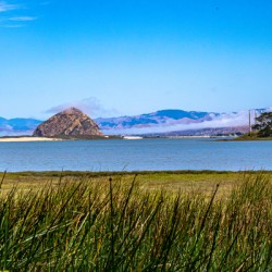 Estuary Rock