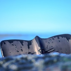 Fin