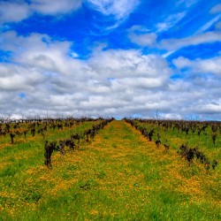 Flowery Vineyard