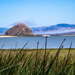 Grassy Rock