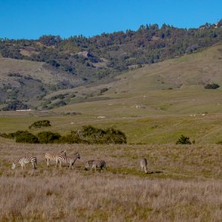 Hearst Castle w zebras 1