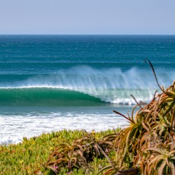 Iceplant Barrel
