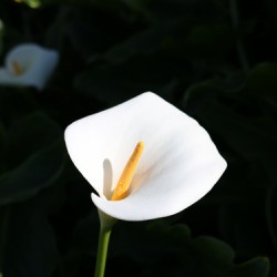 Lily