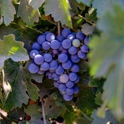 Merlot in the Making