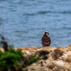 Osprey Profile