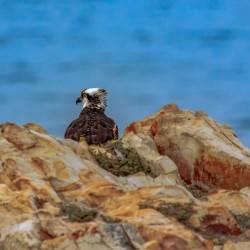 Osprey on Duty