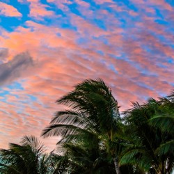 Palm Sunset
