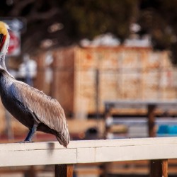 Pier Pelican