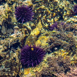 Pirat3e Urchin