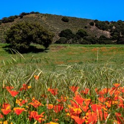Poppy Oak