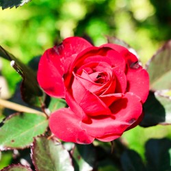 RedRose