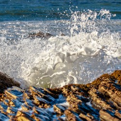 Reef Foam