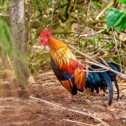 Rooster