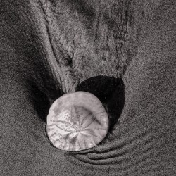 Sand Dollar Necklace