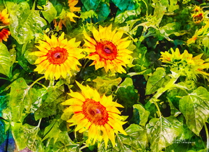 3 sunflowers