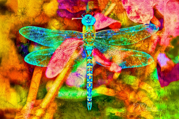 blue dragonfly floating Print