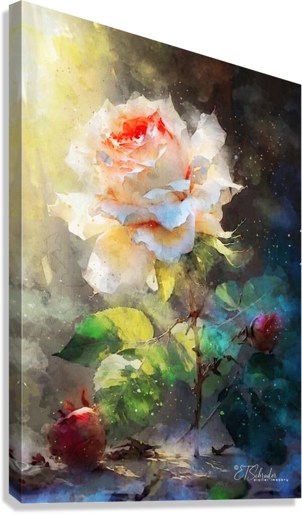 white rose Canvas Print
