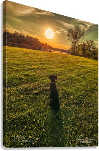 dog sunset Canvas Print
