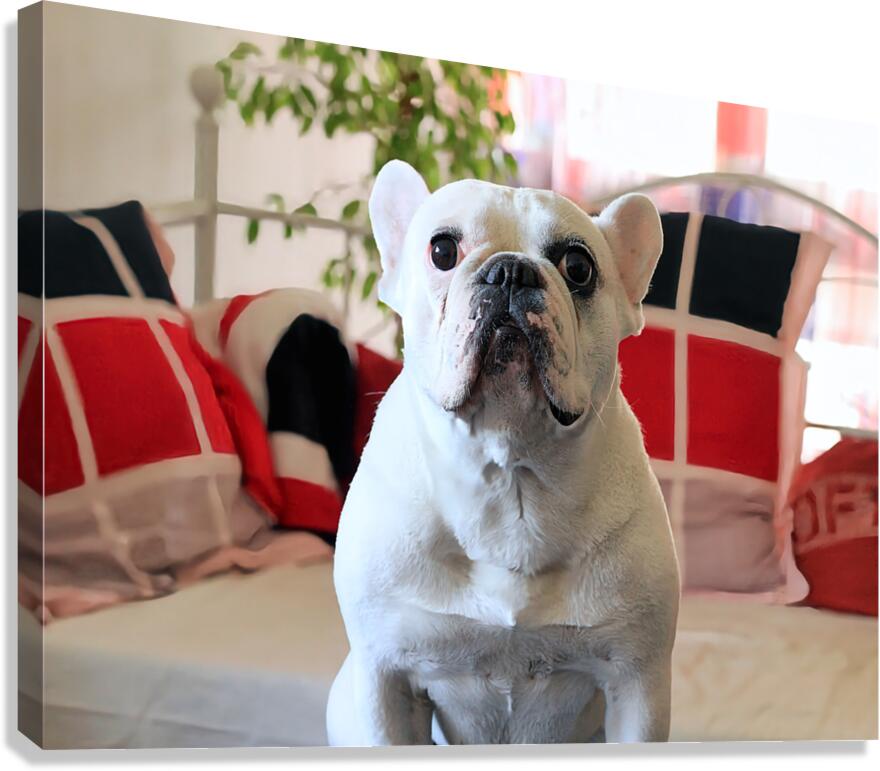Dogmood Canvas Print
