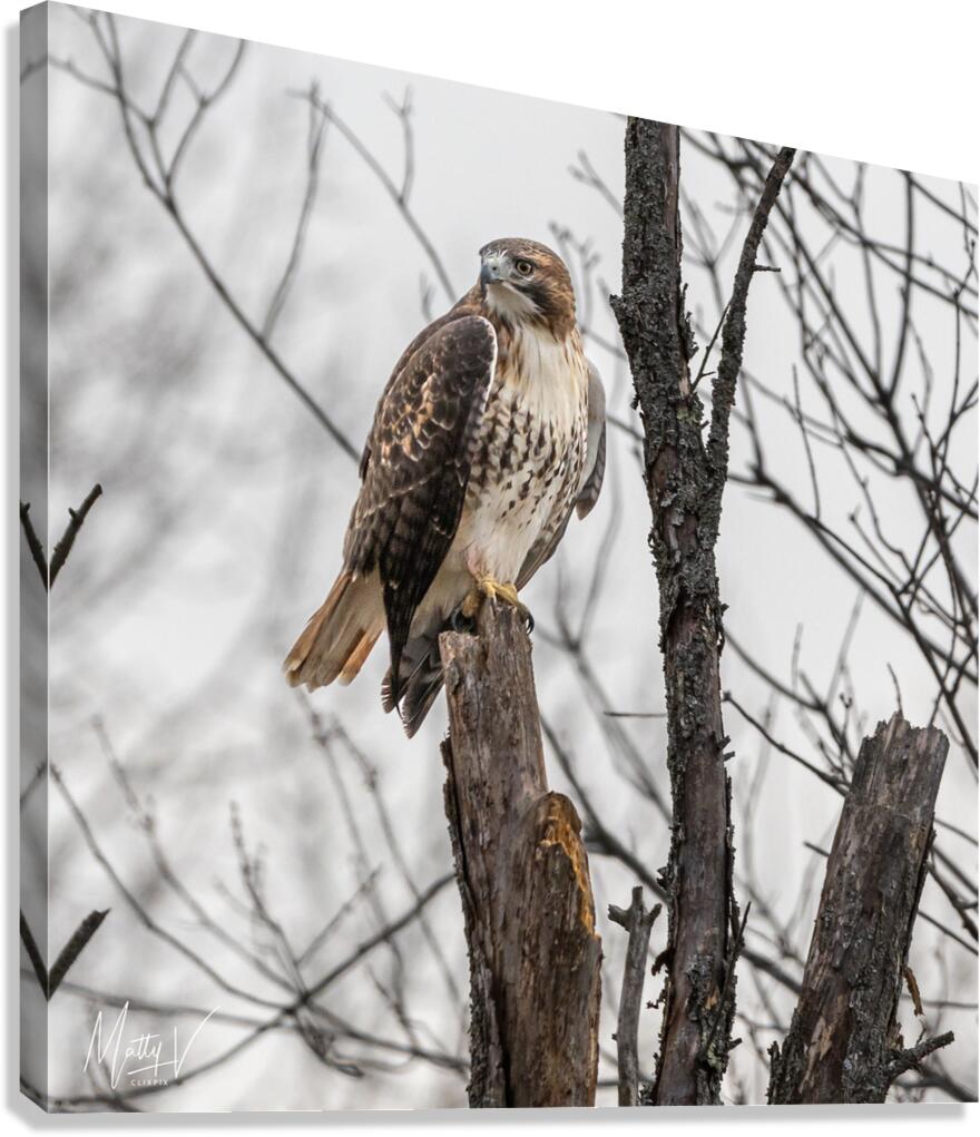 Stalker Canvas Print