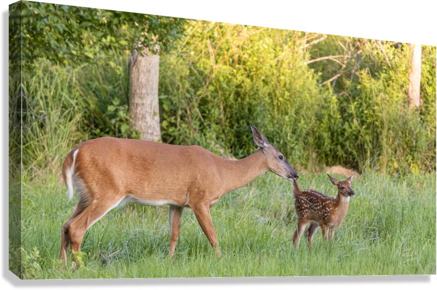 Wait a Second Bambi Canvas Print