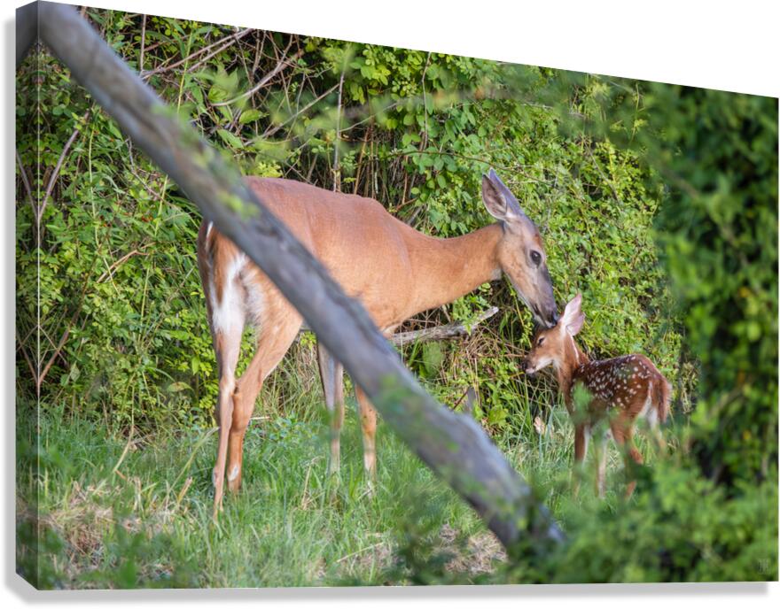 Devotion Canvas Print